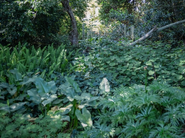 061 Fresh Woods AS 2019