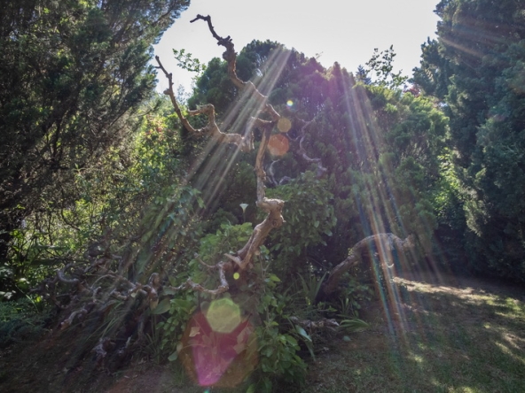 063 Fresh Woods AS 2019