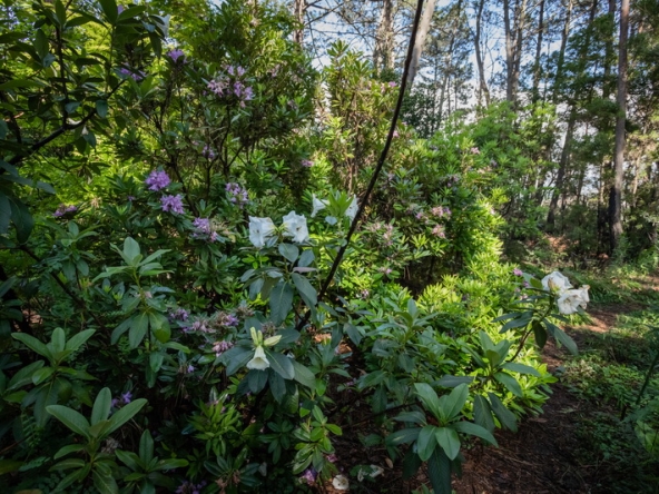 066 Fresh Woods AS 2019