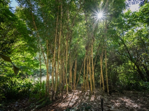 070 Fresh Woods AS 2019