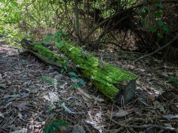 071 Fresh Woods AS 2019