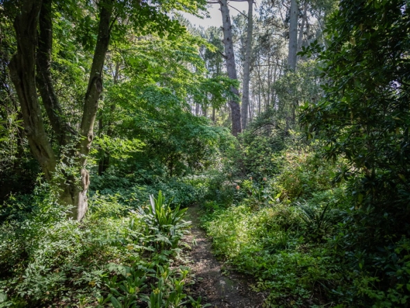 080 Fresh Woods AS 2019