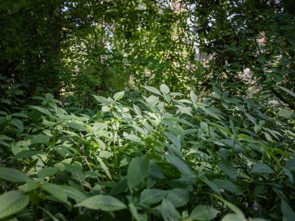082 Fresh Woods AS 2019