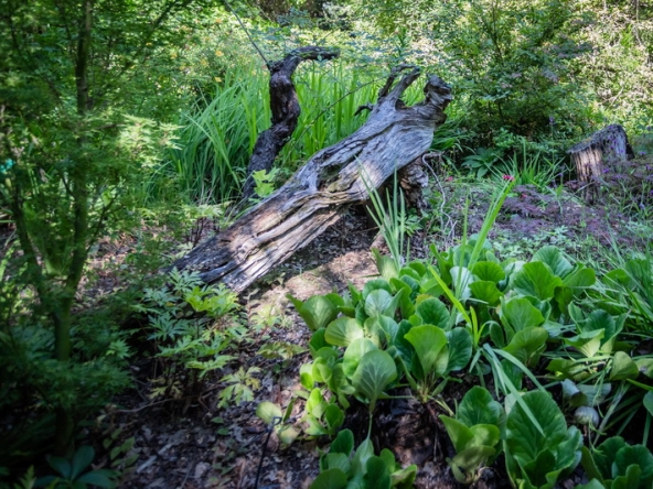 104 Fresh Woods AS 2019