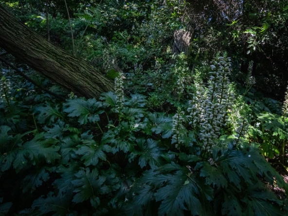 107 Fresh Woods AS 2019