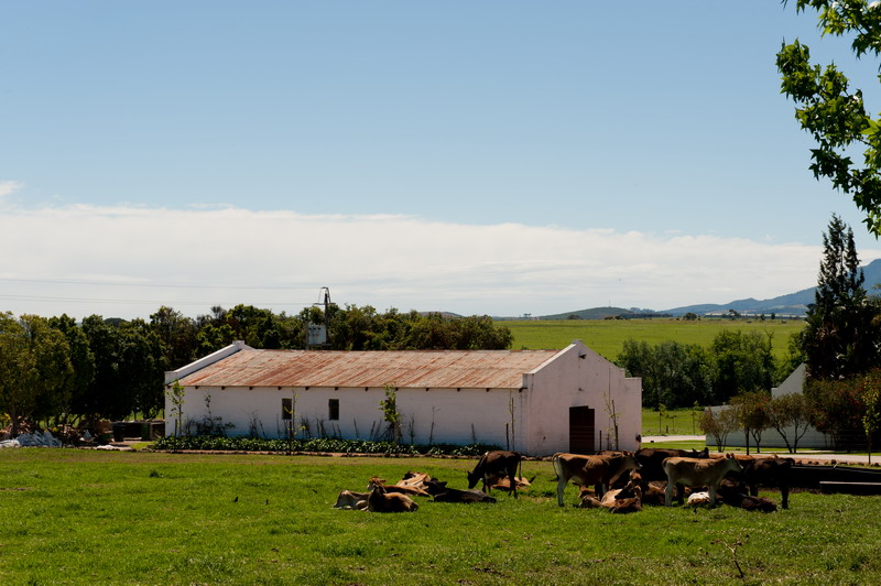 Bontevlei