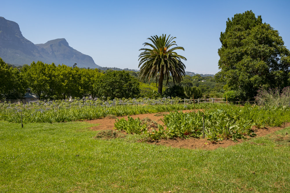 Constantia Rise