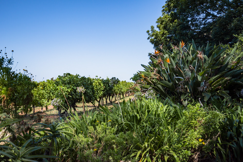 Constantia Rise