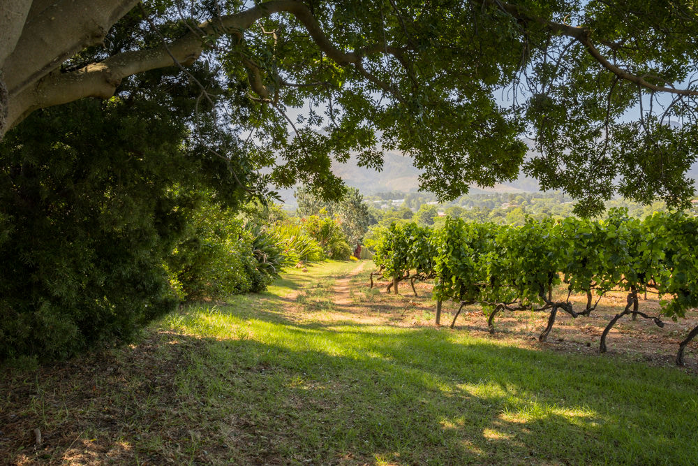 Constantia Rise