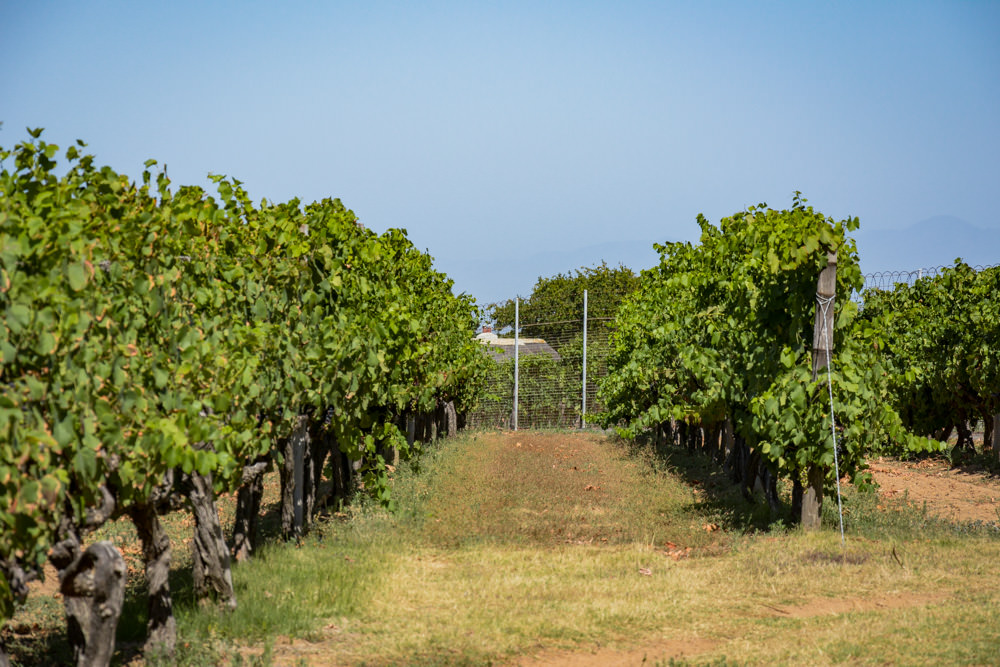 Constantia Rise