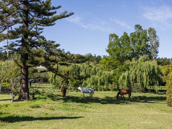 Misty Meadows AS 2025- 021