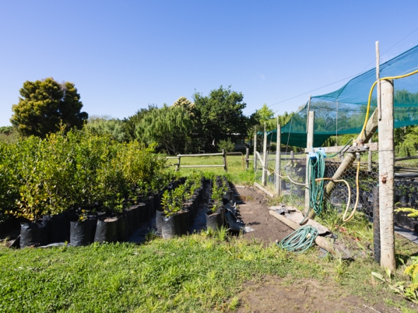 Misty Meadows AS 2025- 024