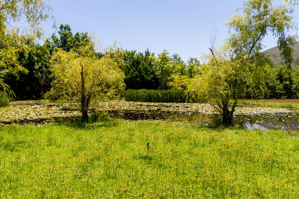 River Reed