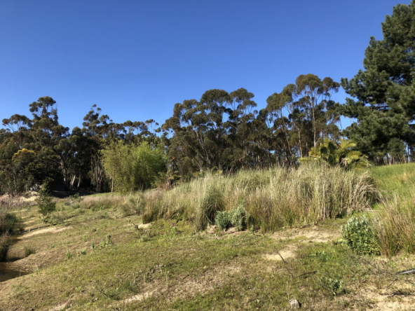 Wiesenhof AS 2019-083