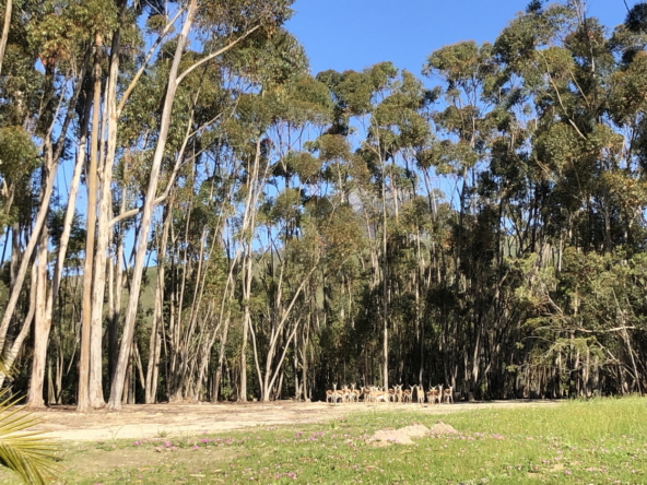 Wiesenhof AS 2019-091