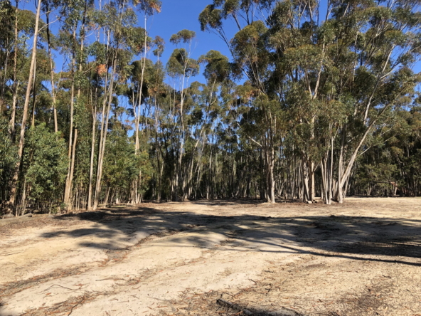 Wiesenhof AS 2019-097