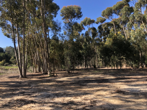 Wiesenhof AS 2019-098