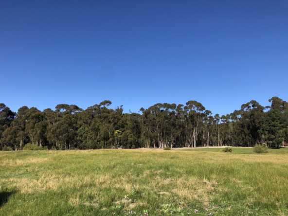 Wiesenhof AS 2019-113