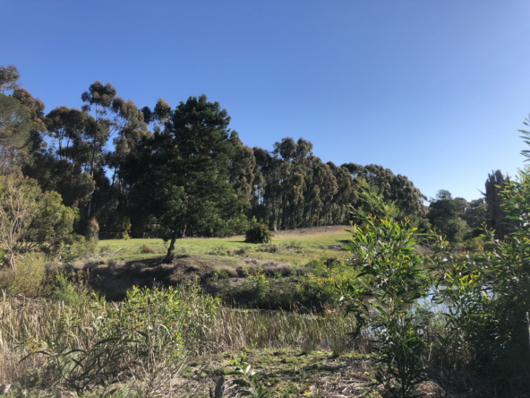 Wiesenhof AS 2019-137