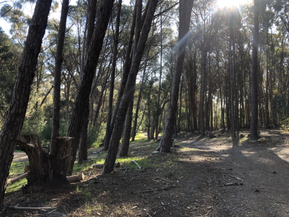 Wiesenhof AS 2019-147