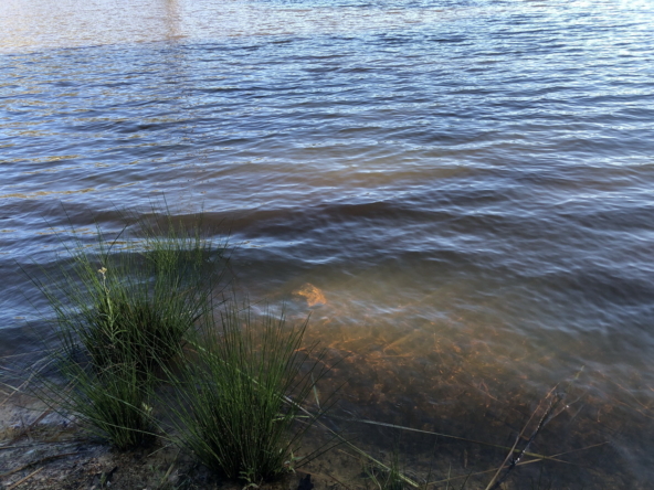 Wiesenhof AS 2019-155