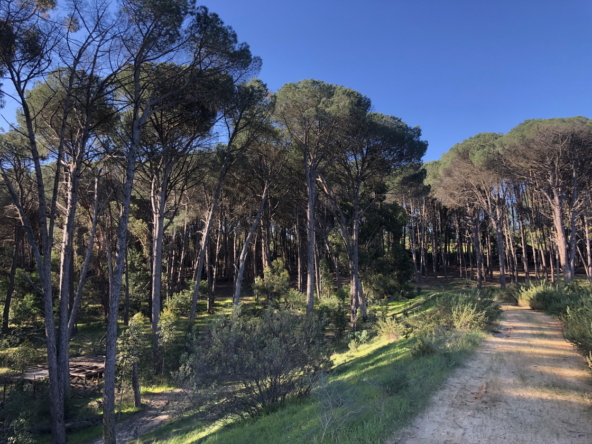 Wiesenhof AS 2019-168