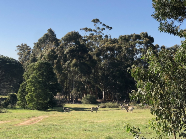 Wiesenhof AS 2019-170