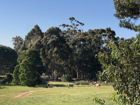 Wiesenhof AS 2019-171