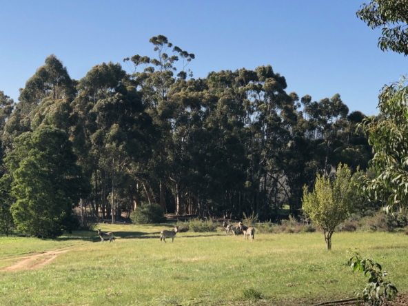 Wiesenhof AS 2019-172