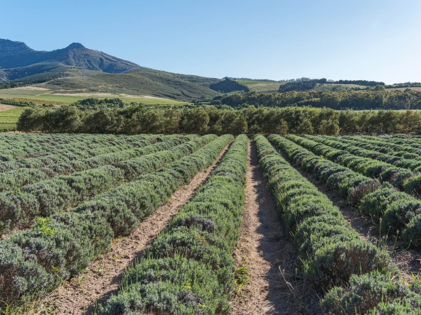 Babylonstoren AS 2024-041