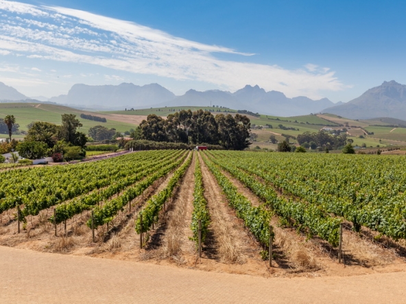 078 Louisvale Wines AS 2019
