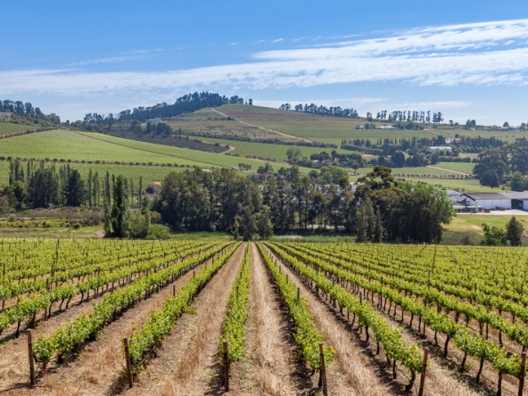 080 Louisvale Wines AS 2019