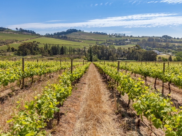 083 Louisvale Wines AS 2019