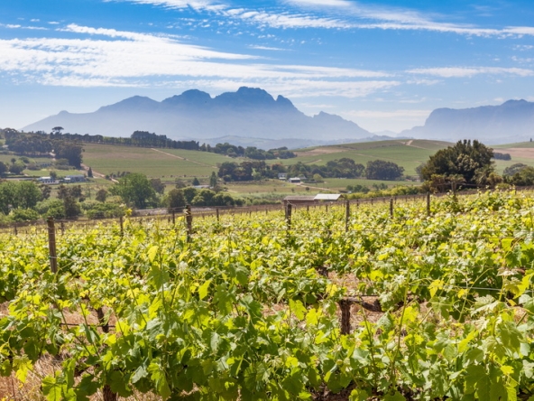 084 Louisvale Wines AS 2019