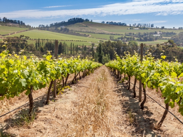 085 Louisvale Wines AS 2019