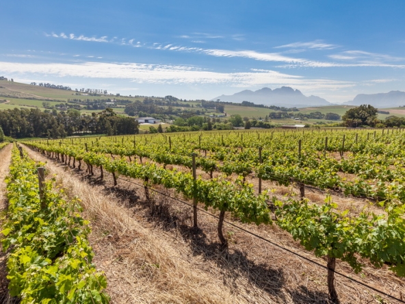 087 Louisvale Wines AS 2019