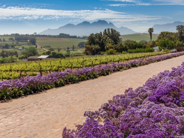 089 Louisvale Wines AS 2019