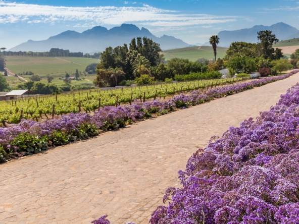 091 Louisvale Wines AS 2019