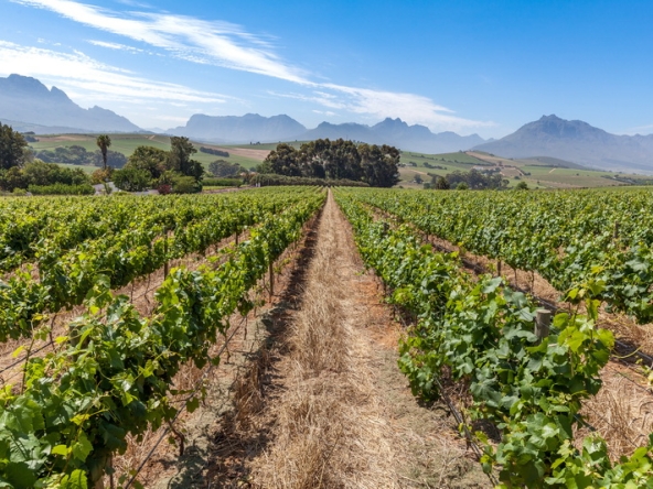 092 Louisvale Wines AS 2019