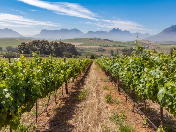 096 Louisvale Wines AS 2019