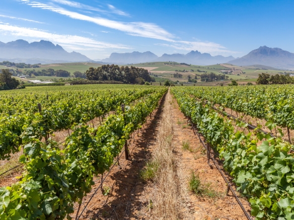 097 Louisvale Wines AS 2019