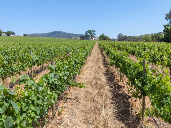 098 Louisvale Wines AS 2019