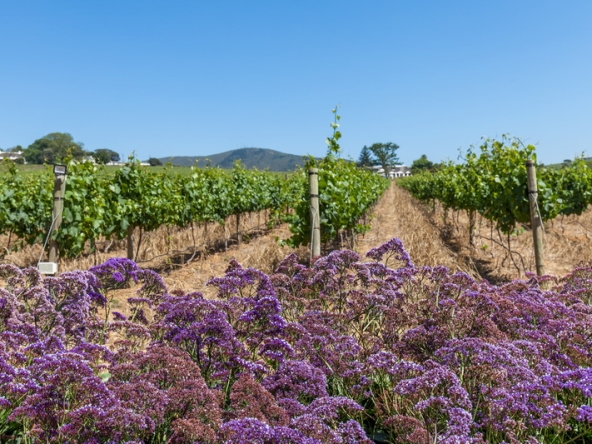 099 Louisvale Wines AS 2019