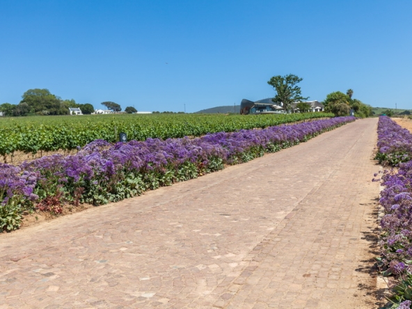 100 Louisvale Wines AS 2019