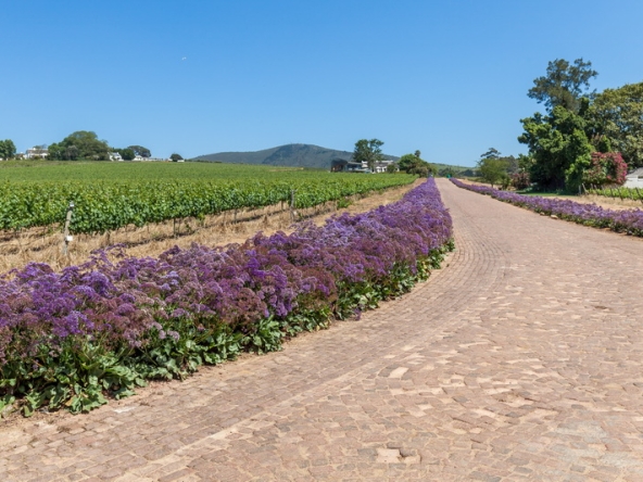 101 Louisvale Wines AS 2019