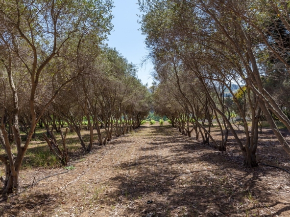 102 Louisvale Wines AS 2019
