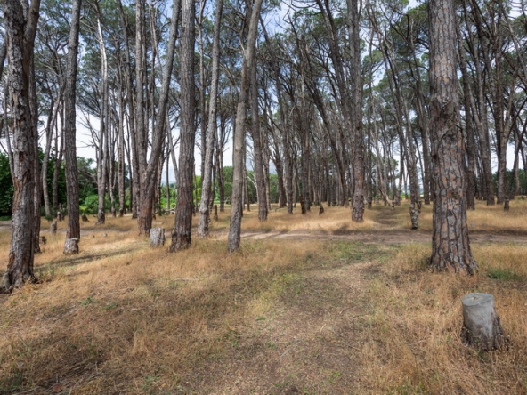 034 Winery Road Forest AS 2021