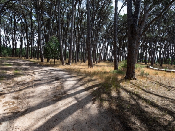 037 Winery Road Forest AS 2021