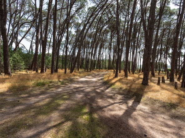 038 Winery Road Forest AS 2021