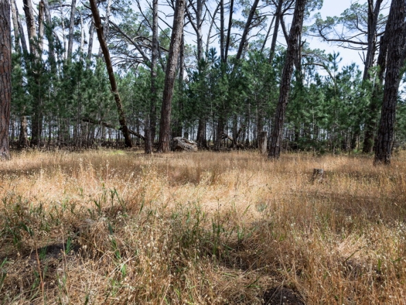 039 Winery Road Forest AS 2021